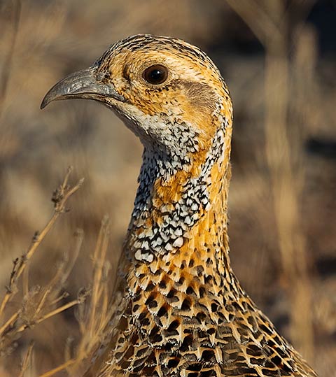 Grey-winged Francolin head
